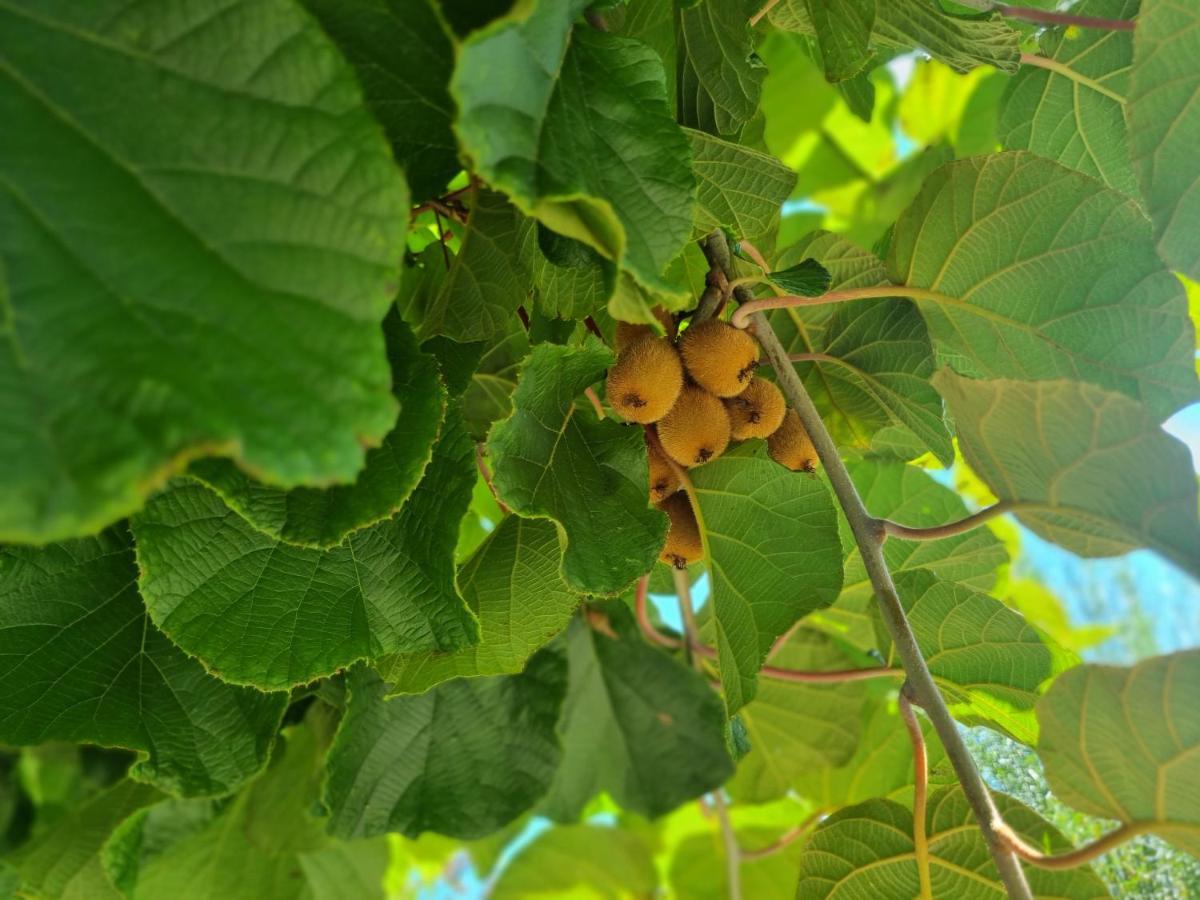 Traumhafte Gartenwohnung in Überlinger Hanglage - Zur goldenen Kiwi Uberlingen Exterior foto